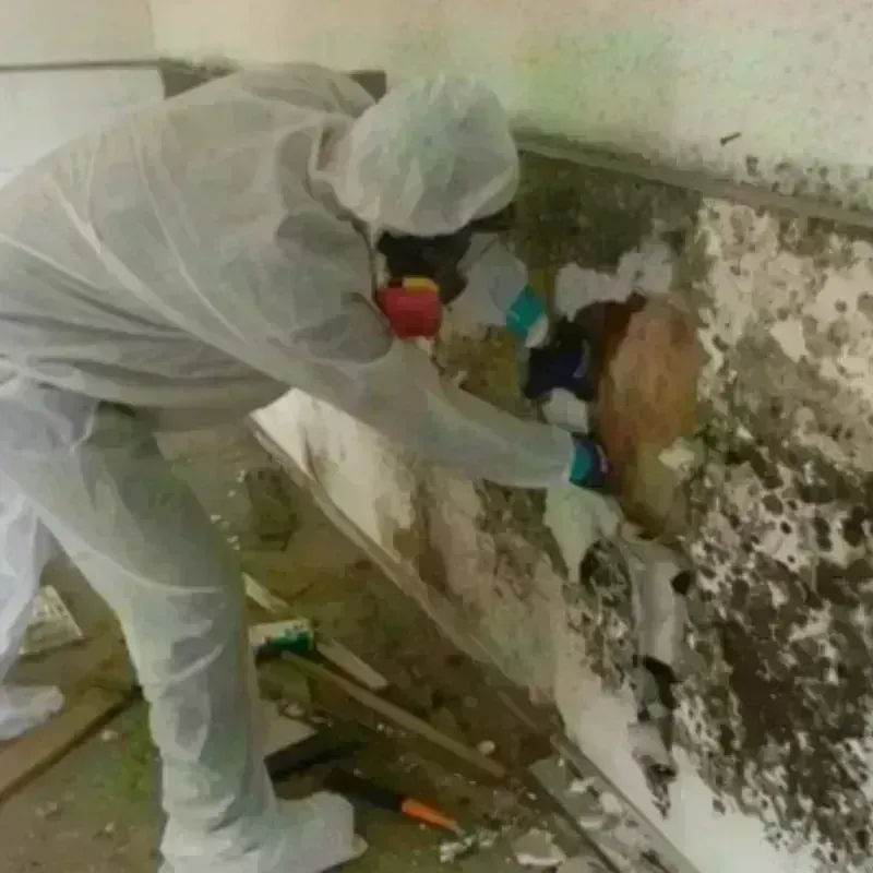 Mold Remediation and Removal in Jackson County, OK